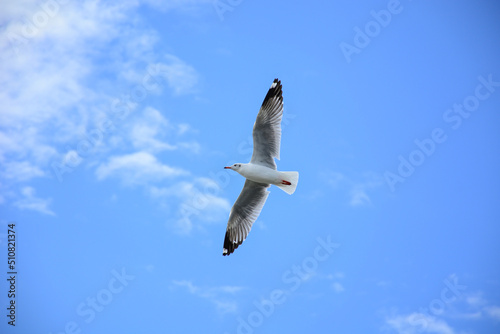 seagull in flight