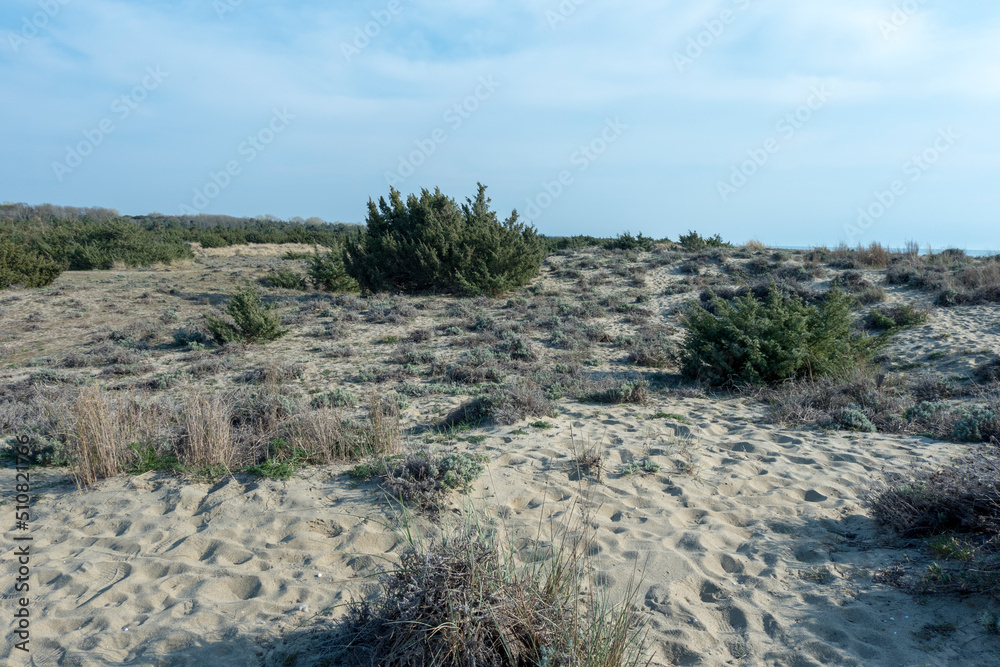 Toscana: dune marine naturali sulla costa in un parco naturale sul mare