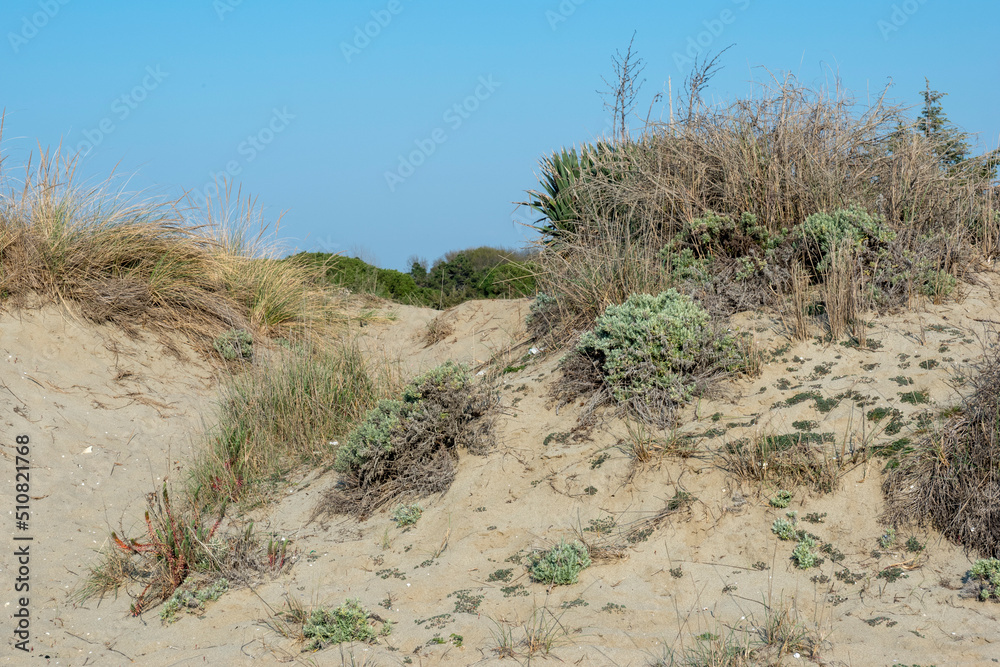 Dune naturali marittime in Toscana