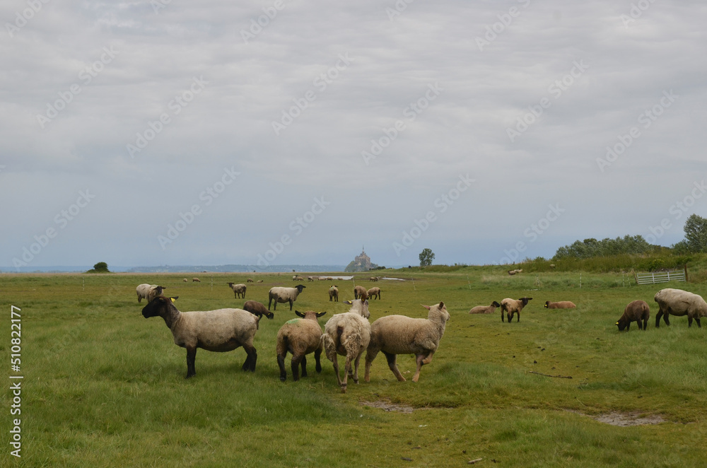 Fototapeta premium Prés salés de la baie du mont saint michel