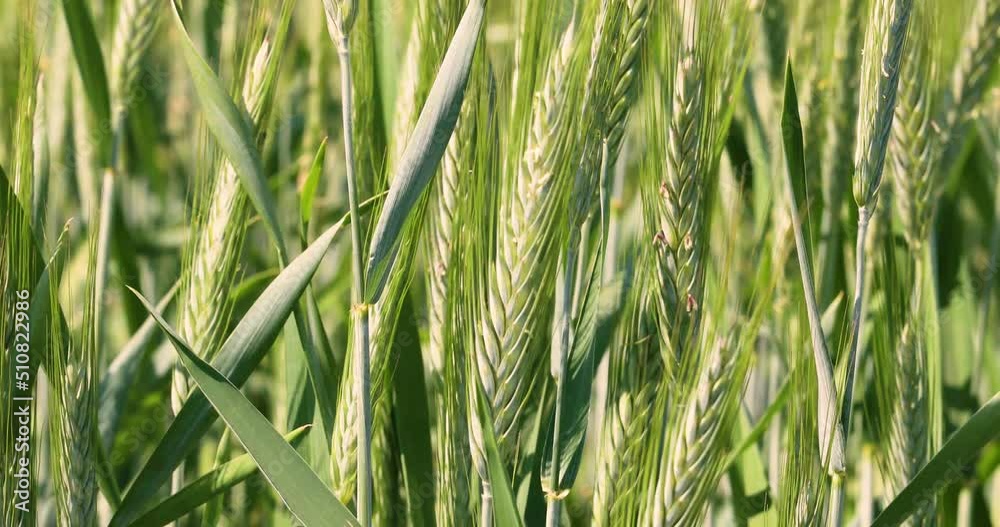 close-up green ears of wheat in a field of wheat sway in the wind. World crisis. Agriculture close-up green ears of wheat in a field of wheat sway in the wind. World crisis. Agriculture
