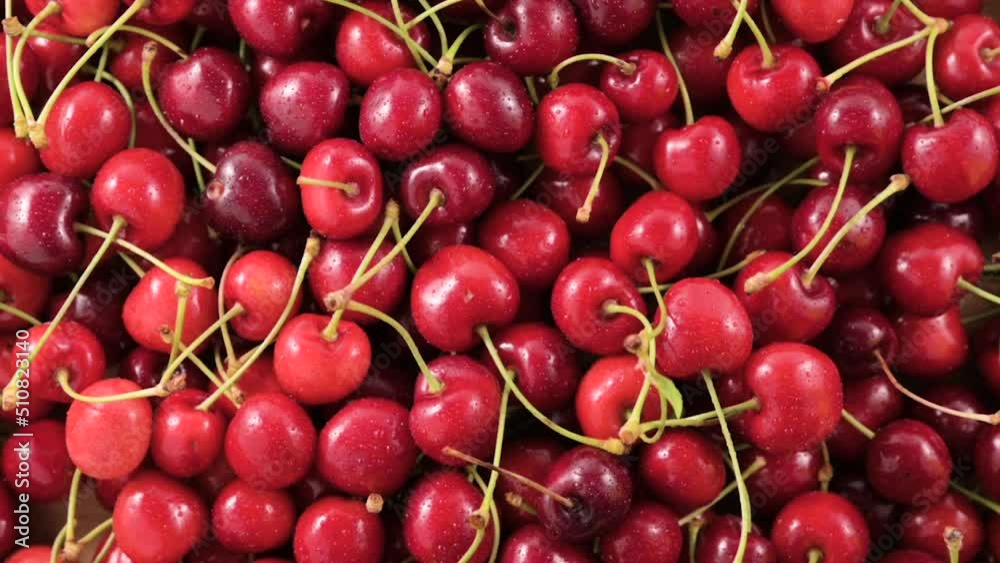 sweet cherry. Fresh juicy wet red cherry rotation. Bird-cherry berries. Loop motion. High quality FullHD footage sweet cherry. Fresh juicy wet red cherry rotation. Bird-cherry berries. Loop motion. High quality FullHD footage