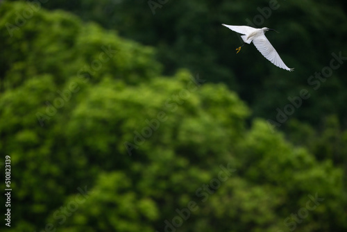 one snowy egret in flight © imphilip