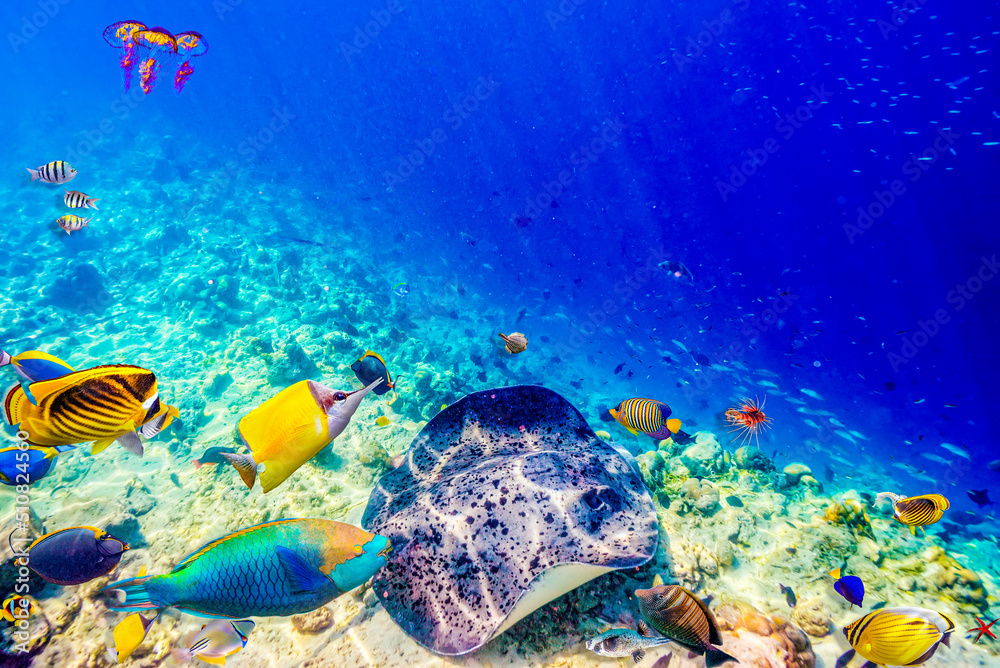 Fototapeta premium The magnificent underwater world of the Maldives.