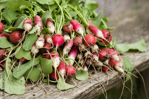 Young fresh grown radishes in the garden or on farm. Close-up Ripe radishes on the background of beds and a vegetable garden. Gardening, healthy food. Harvest
