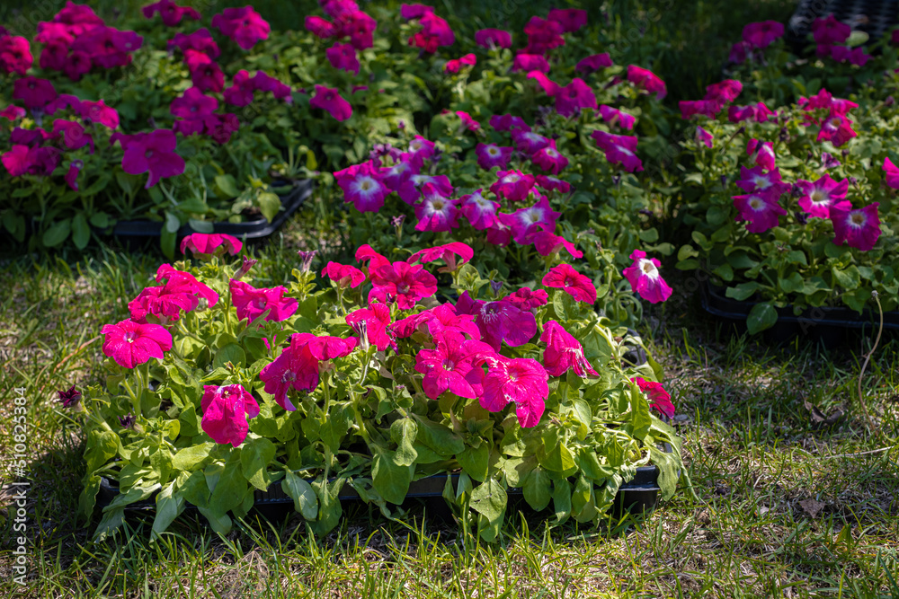 Obraz premium flower seedlings of various colors stand on the grass in the park