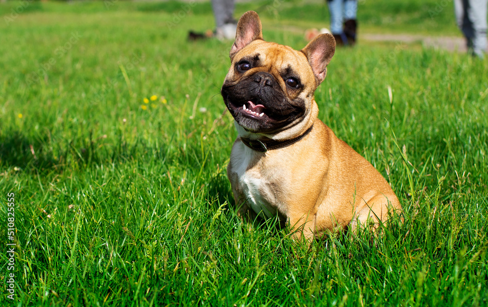 French Bulldog dog. It is yellow. Dog sitting on a background of blurred green grass French Bulldog dog. It is yellow. Dog sitting on a background of blurred green grass