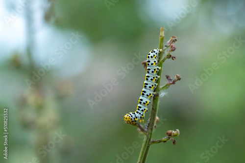 Caterpillar on a leaf © Cyril