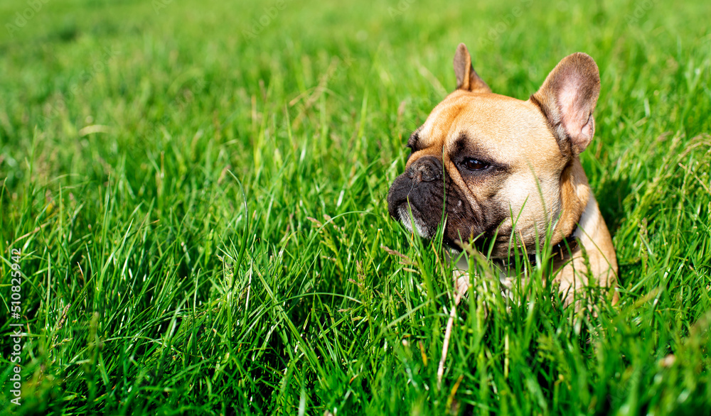 French Bulldog dog. It is yellow. The dog lies on a background of blurred green grass