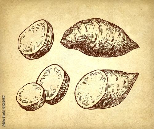 Sweet potato ink sketch set.