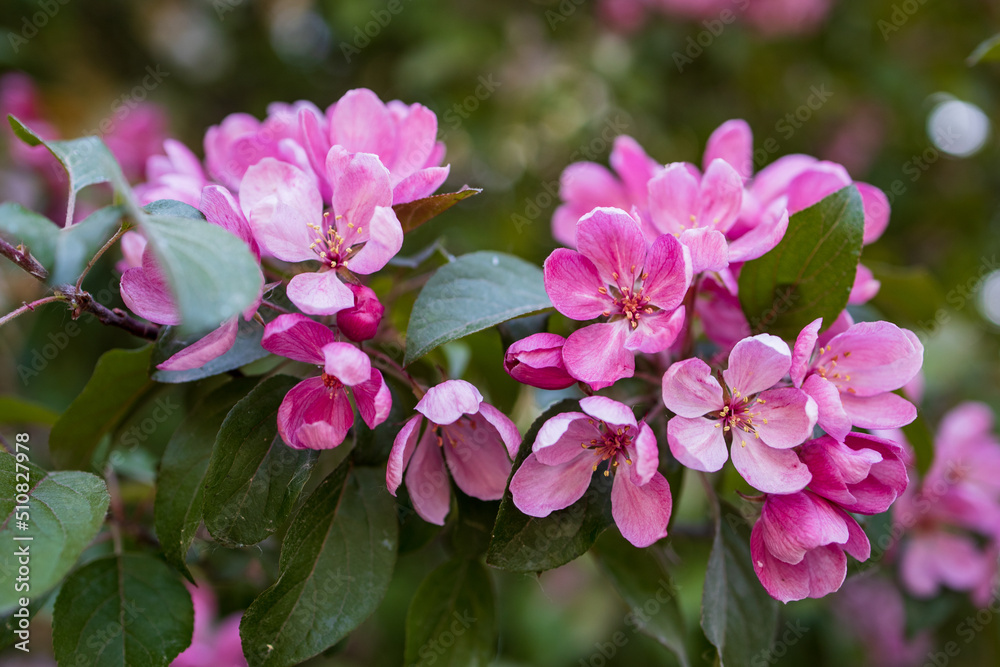 Apple trees blooming in the city Apple trees blooming in the city