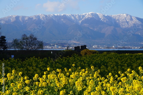 寒咲き菜の花と冠雪した比良山系