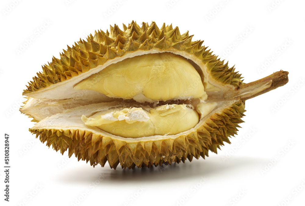 Obraz premium Durian fruit in south east asia, the king of fruits on white background 