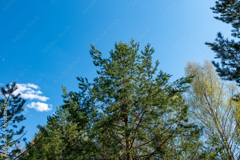 wind in forest sways crowns of trees. Pine and spruce branches with bright green needles against background of blue spring sky.