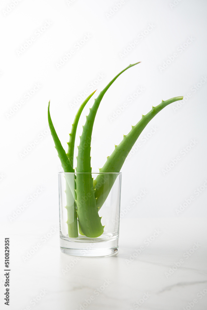 Aloe vera stems in glass natural health care concept Aloe vera stems in glass natural health care concept