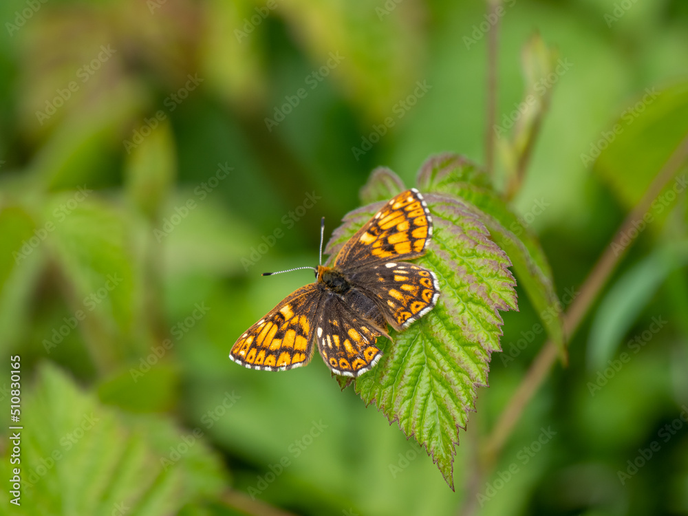 Duke of Burgundy Butterfly Resting on a Bramble Leaf
Duke of Burgundy Butterfly Resting on a Bramble Leaf