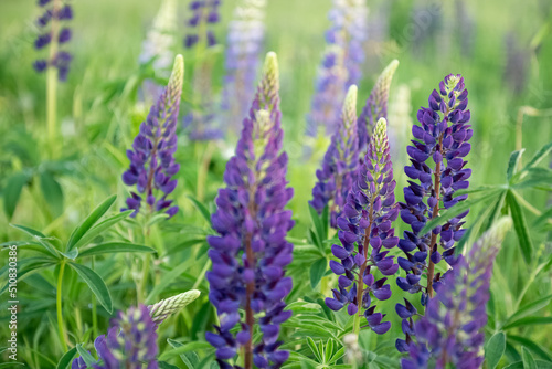 Tall inflorescences of blooming purple lupine flowers in summer field