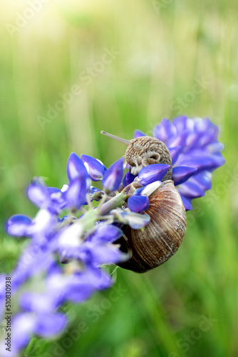 Snail sitting on blooming blue lupine flower stem in summer field