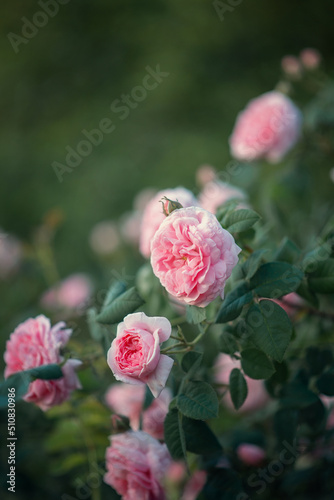 Fototapeta Naklejka Na Ścianę i Meble -  Photo of a blooming rose bush in the garden.