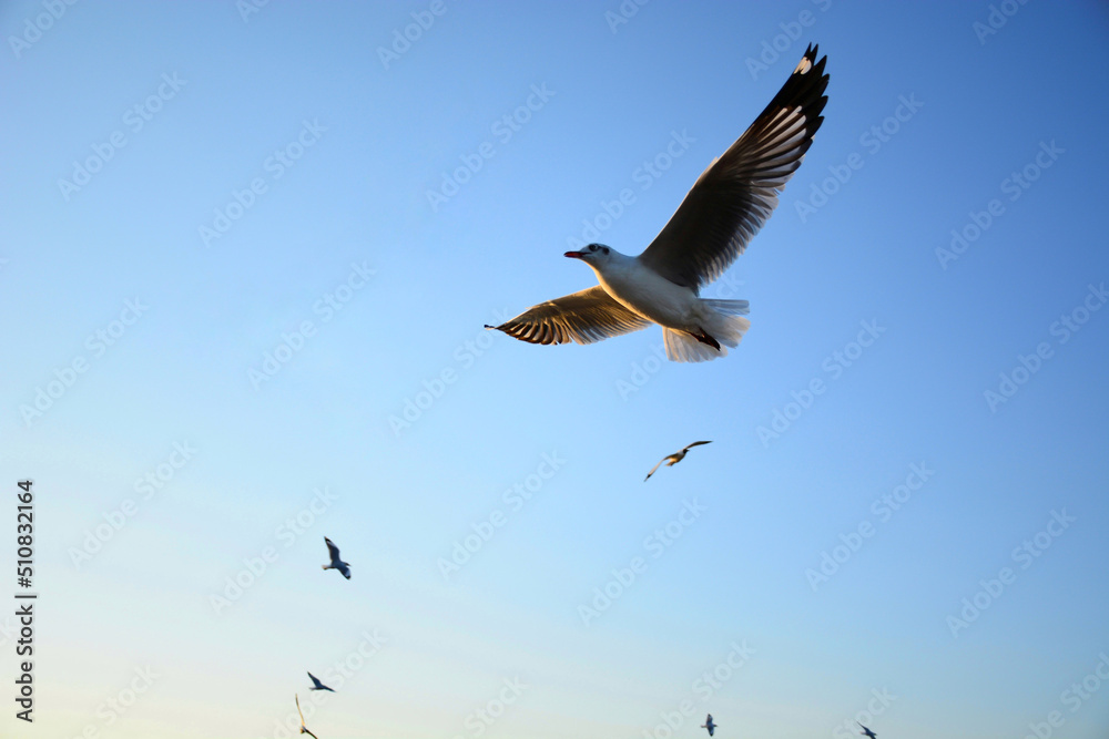 Obraz premium seagull in flight