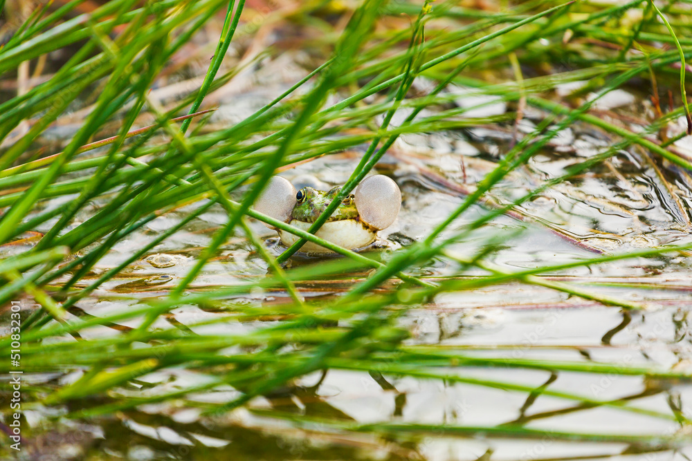 Lake frog is a master of disguise. Long or Wide Shot of a singing lake frog inflating resonant sacs Lake frog is a master of disguise. Long or Wide Shot of a singing lake frog inflating resonant sacs