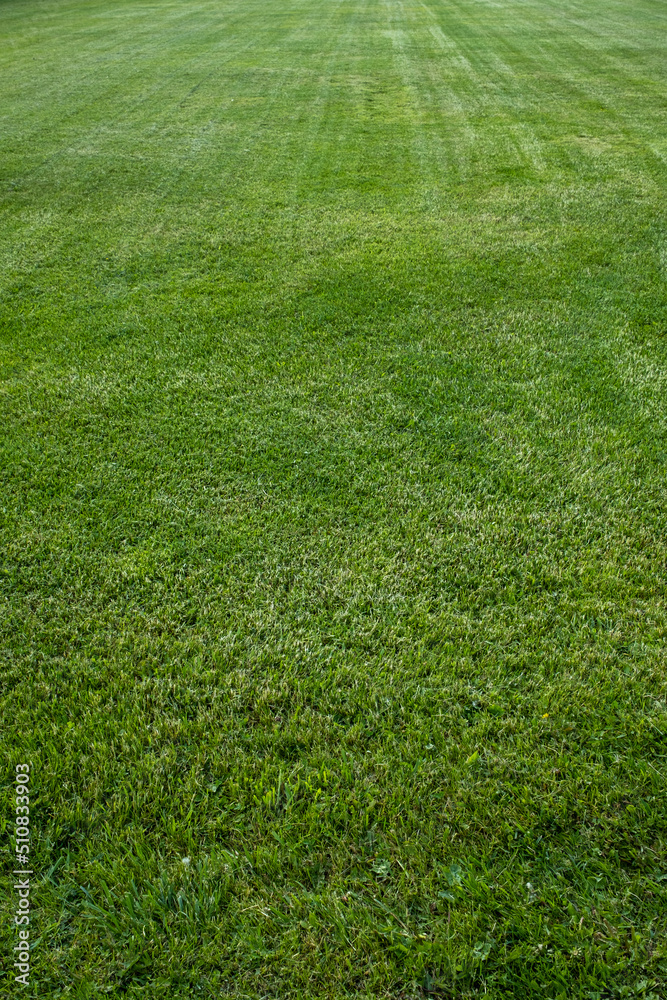 Perfect lawn. Freshly cut lawn. New lawn. Trimmed grass.