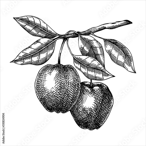 Apple vector illustration. Hand-drawn food drawing. Fruit trees sketch. Garden fruit for for recipe, menu, label, packaging, Vintage apple tree branch with two fruits