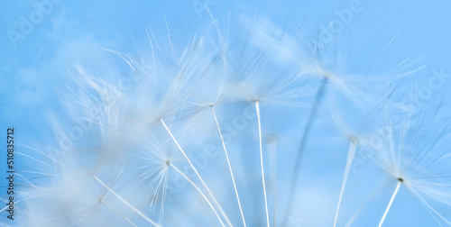 White dandelion seeds on a blue sky background, Close-up