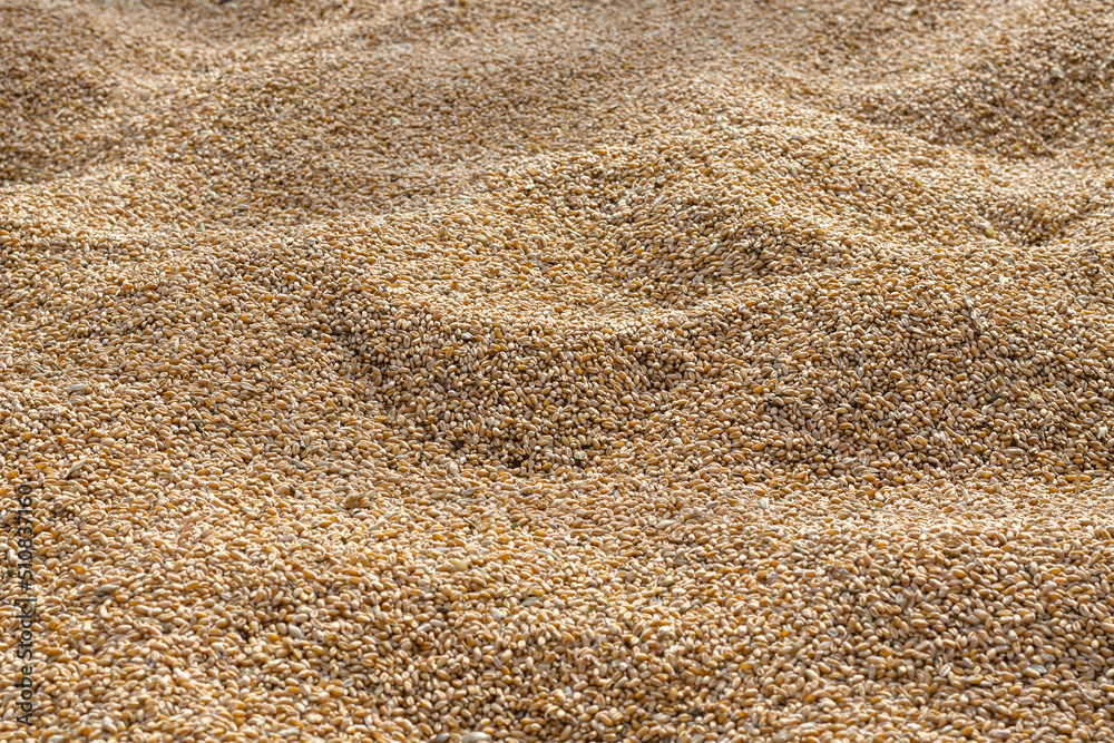 Pile of wheat grains as background, selective focus. Agricultural background. Pile of wheat grains as background, selective focus. Agricultural background.