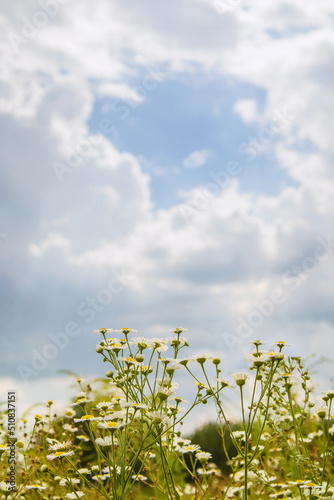 Flowers of wild chamomile or white-melkolepestnik in field against cloudy sky, selective focus. Summer floral scene with Erigeron annuus flowers. photo