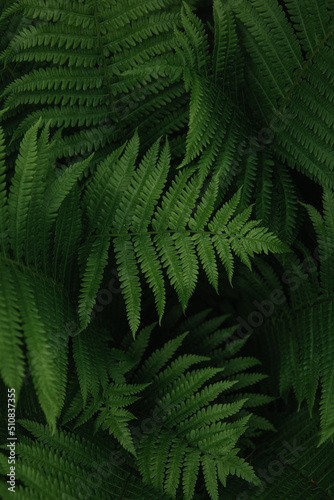 Moody close up of fern leaves in midsummer