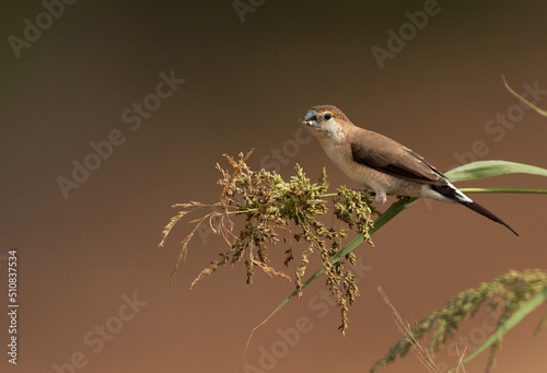 Indian Silverbills feeding at Hamala, bahrain photo