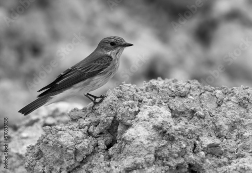 Spotted Flycatcher perched on limestone mound, Bahrain photo