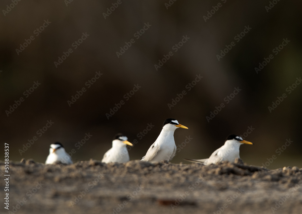 Little Terns at Asker marsh, Bahrain Little Terns at Asker marsh, Bahrain