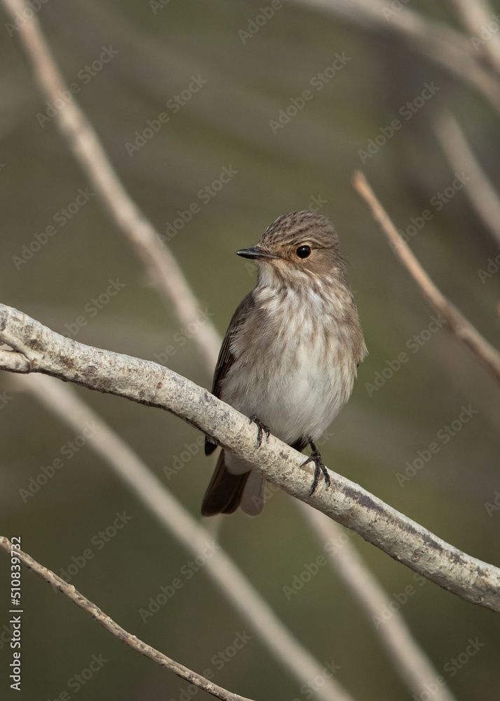 Closeup of a Spotted Flycatcher at Asker marsh Closeup of a Spotted Flycatcher at Asker marsh
