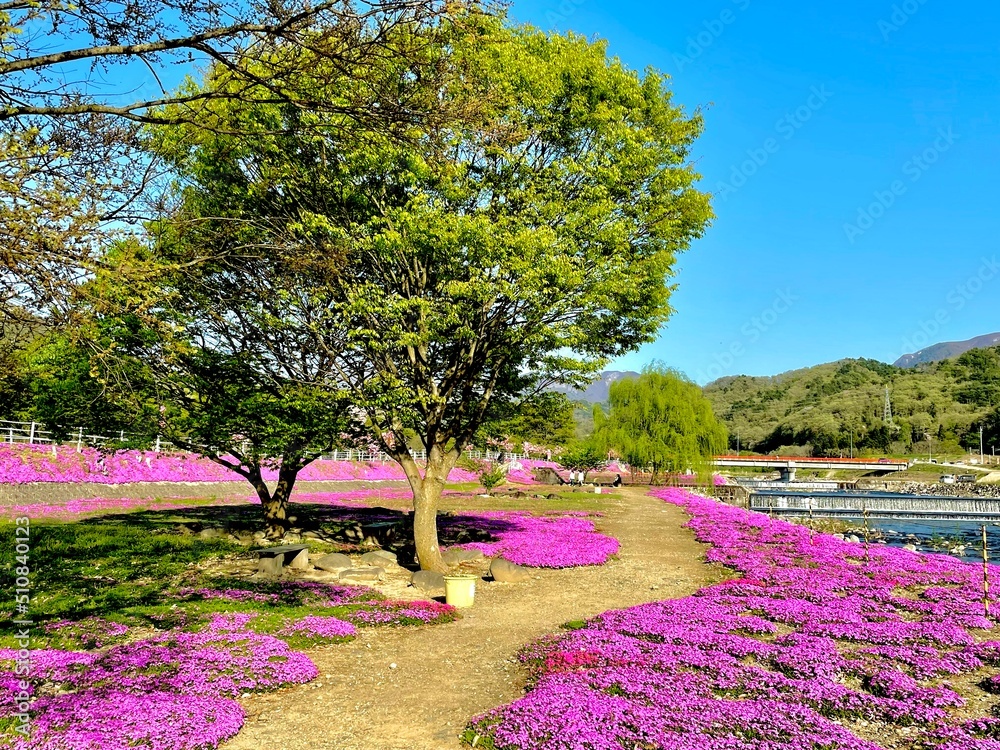 Obraz premium 芝桜と新緑の木々