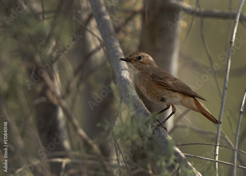 Common Redstart perched on a tree, Bahrain