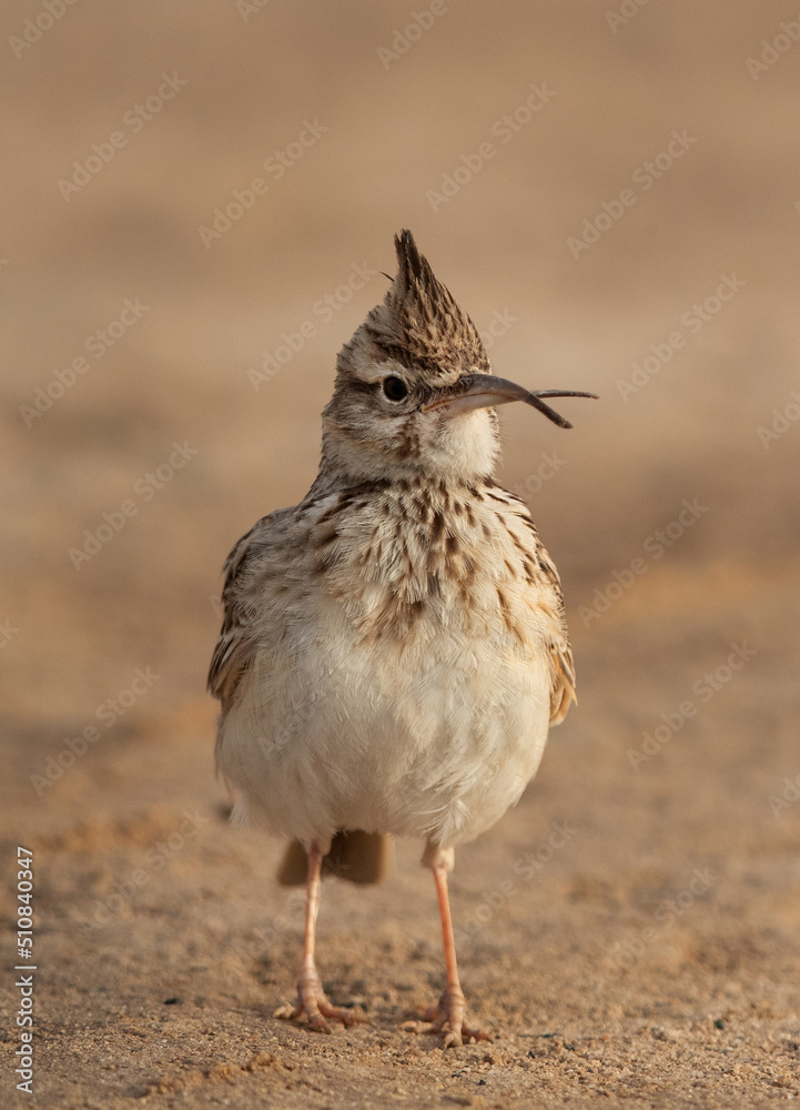 A Crested Lark with deformed beak perched on ground, Bahrain A Crested Lark with deformed beak perched on ground, Bahrain