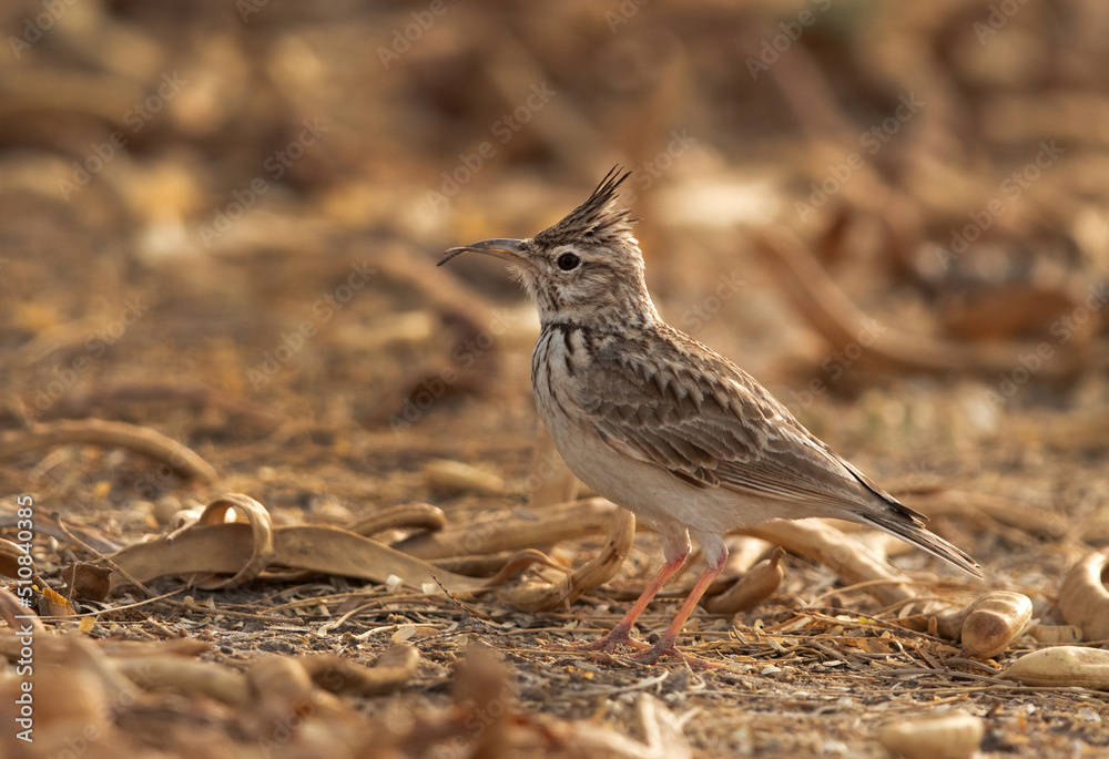 A Crested Lark with deformed bill perched on ground, Bahrain A Crested Lark with deformed bill perched on ground, Bahrain