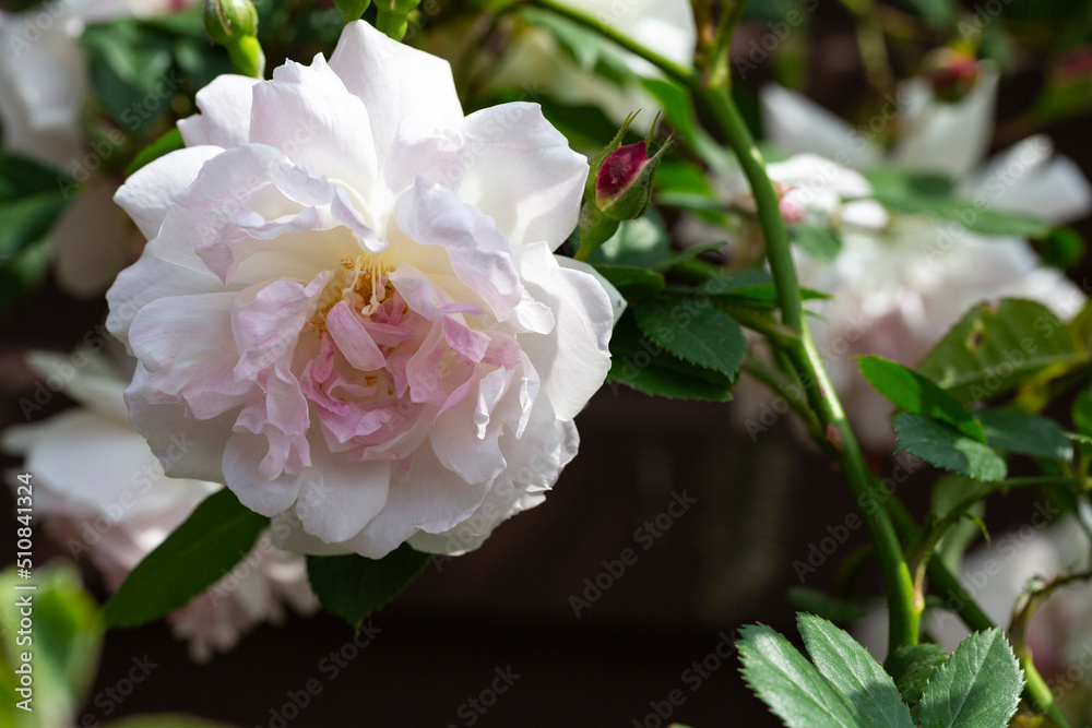 Pink roses in the garden of pink roses.