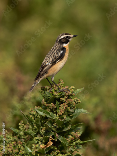 Portrait of a Whinchat perched on green, Bahrain