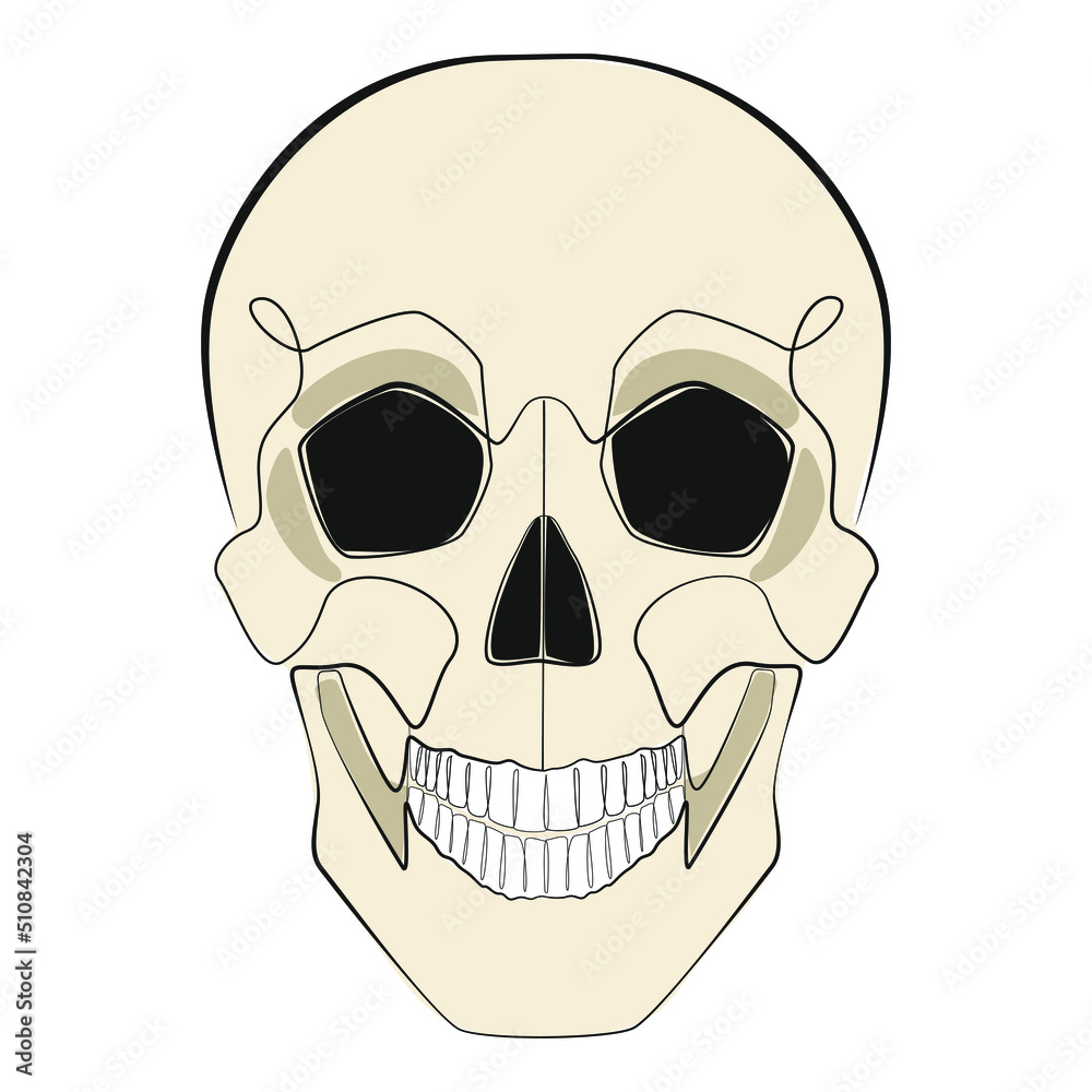 Human skull one line drawing on white isolated background Human skull one line drawing on white isolated background