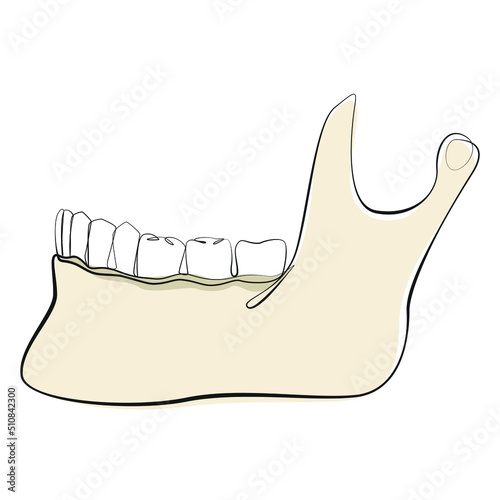 Lower jaw bone with teeth one line drawing on white isolated background. Human skull vector illustration