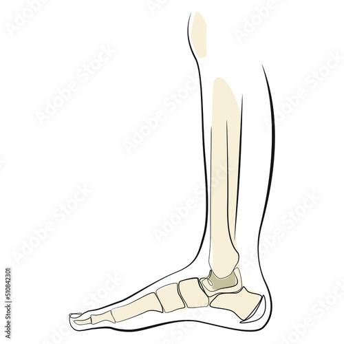 Human skeleton line art on white isolated background. Bones of the foot and shin of the leg vector illustration