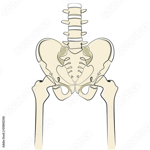 Human skeleton line art on white isolated background. Spine, pelvic bone and legs vector illustration
