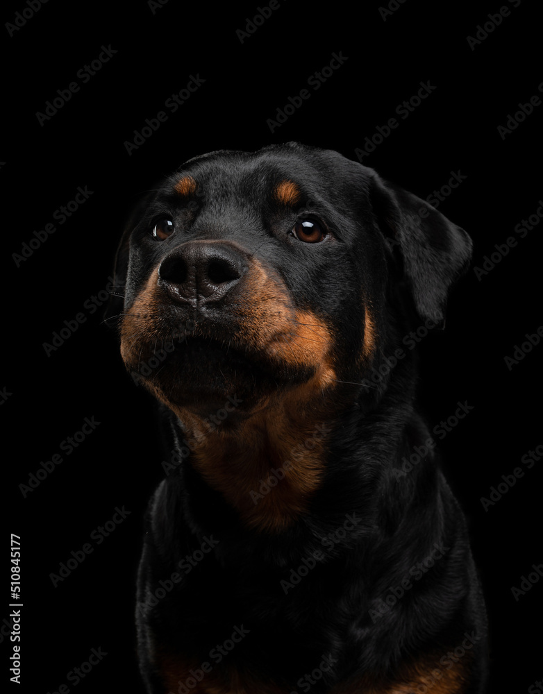 Rottweiler on a black background. Handsome black dog on dark