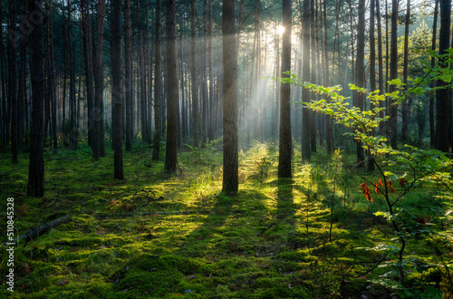 Beautiful sunny morning in the green forest