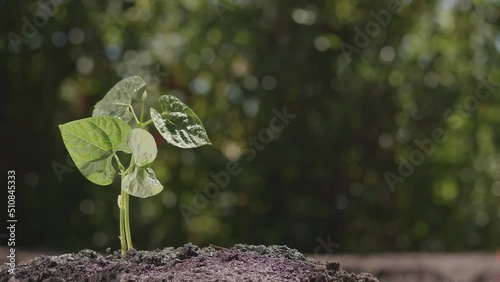 Freshly planted vegetable seedling against a green plant wall background in close-up. photo