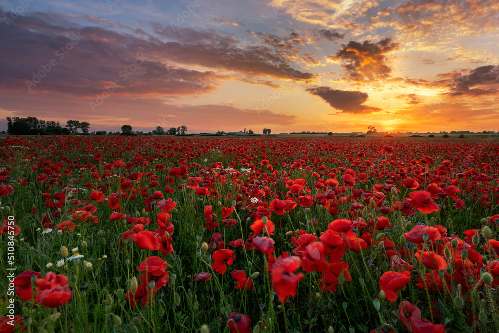 Obraz premium Beautiful summer sunset over poppy field