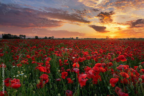 Beautiful summer sunset over poppy field © Piotr Krzeslak